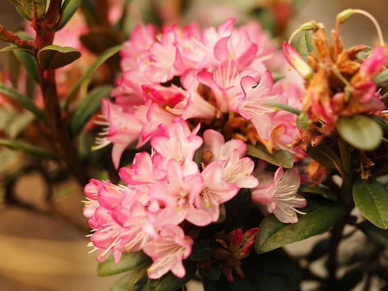 Rhododendron keiskei Ute Sye